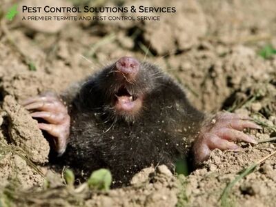 Pest Control Solutions & Services Protects Local Homes with Reliable Pest Control in Pasco County, FL