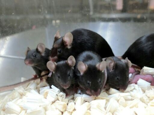 Mammals cannot be cloned infinitely, mice study discovers