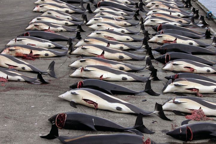 "Grindadrap": A Barbaric Tradition at the Faroe Islands