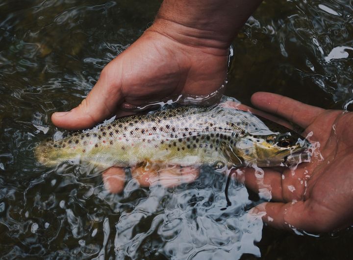 Bozeman enters spring fly-fishing season with a few insights from a local fly shop