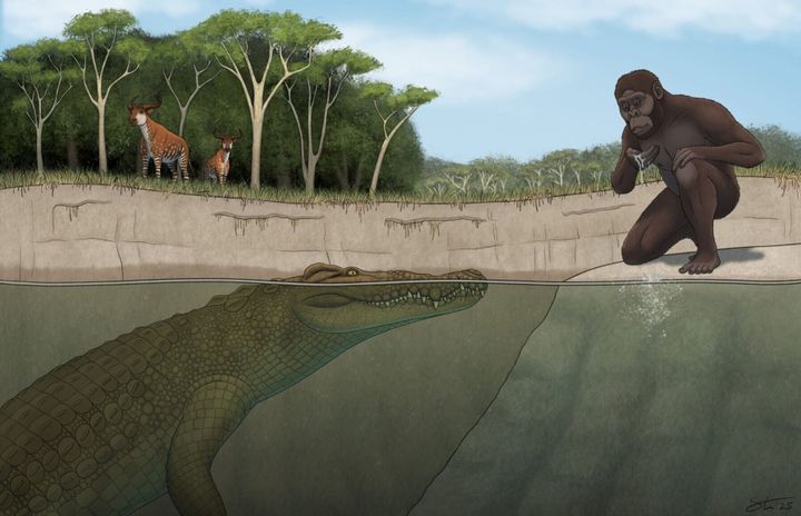 Study finds crocodile-like predator preyed on man’s ancestors