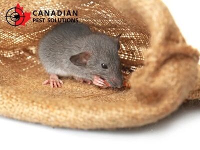 Canadian Pest Solutions Emphasizes Proactive Exterior Barrier Solutions to Safeguard Dresden Homes