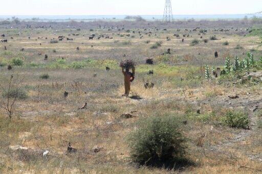 Sudan's historic acacia forest devastated as war fuels logging