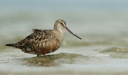 Can nations save the shorebird that flies 30,000 km a year?