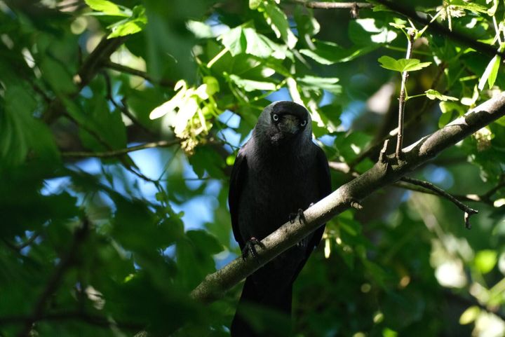 These birds learn about predators by listening to adults as chicks