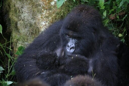 Rare mountain gorilla twins born in DR Congo: park authorities