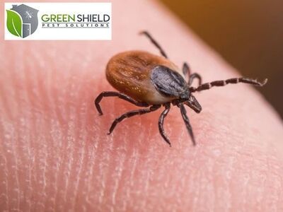 Green Shield Pest Solutions Protects Coastal Properties with Reliable Pest Control in Georgetown, ME
