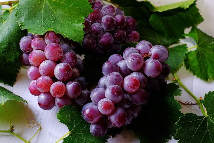 DNA from 2,000-year-old grape seeds reveals origins of modern wine