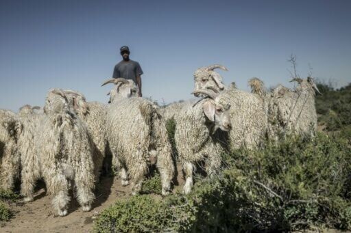 Global mohair supply flourishes in South Africa's desert