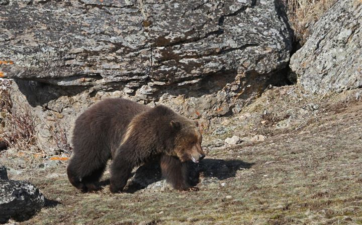 Camping restrictions added in Butte due to bear activity