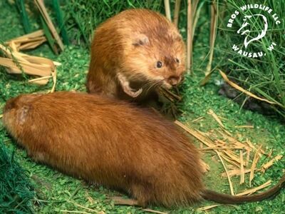 Bros Wildlife & Pest Control Shares Expert Tips for Preventing Wildlife Intrusions in Wausau Homes