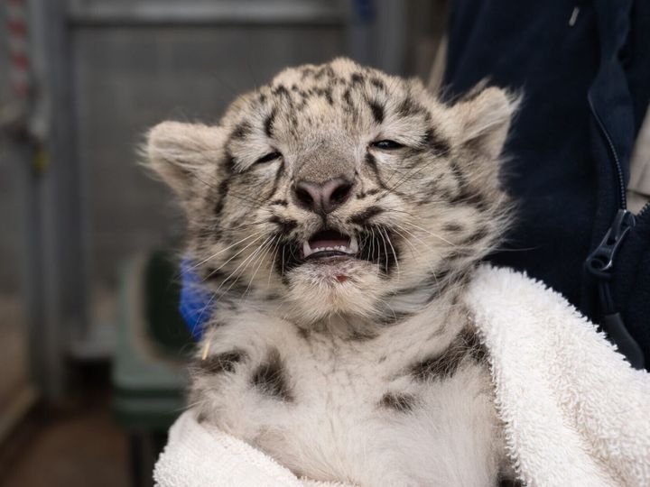 Snow leopard cubs take their best shots