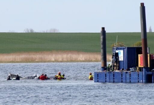 Germany holds breath as stranded whale 'Timmy' sets off in barge