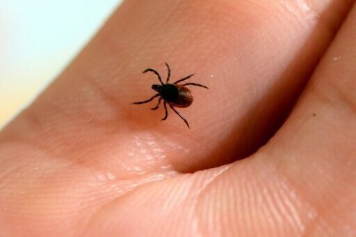 Mixed results for Lyme disease vaccine hit Valneva shares