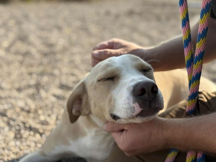 Traffic disruptions coming to River Drive North in Great Falls due to dog park parking lot repaving