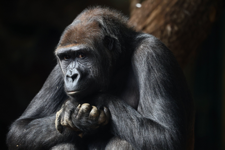 Zoo unveils new gorilla enclosure after ape death