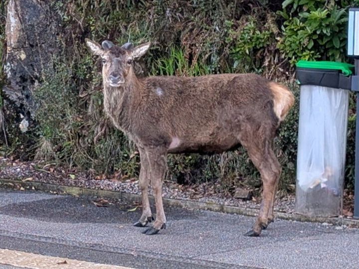 Deer snapped at train station made famous by Harry Potter
