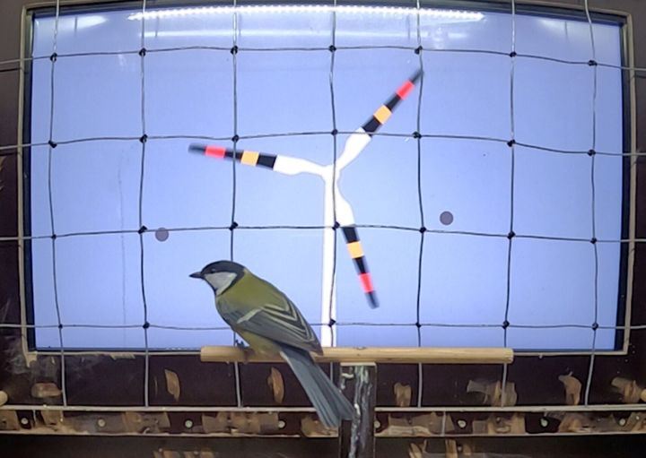 Painting turbines like snakes and frogs could reduce bird deaths