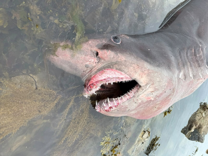 Massive shark usually found in New Jersey washes up in England