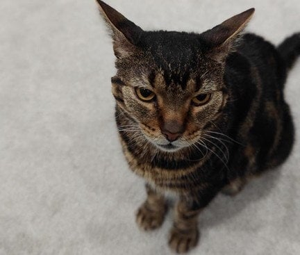 Cat’s skull removed to extract pea-sized brain tumor