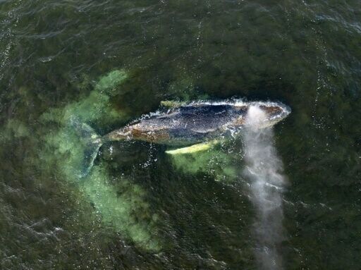 German whale saga continues as struggling animal beached again