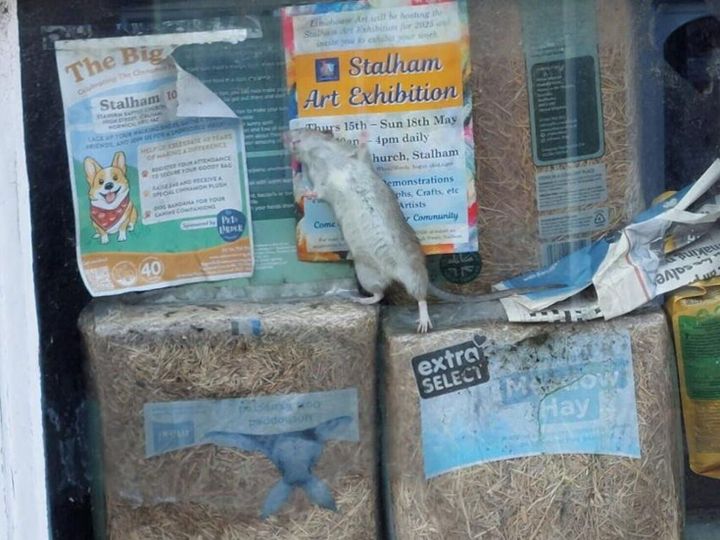 Rats living in abandoned pet shop wreaking havoc on tiny town