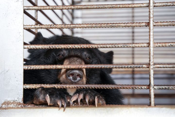 Dozens of bears freed from illegal bile farm in ‘largest ever rescue’