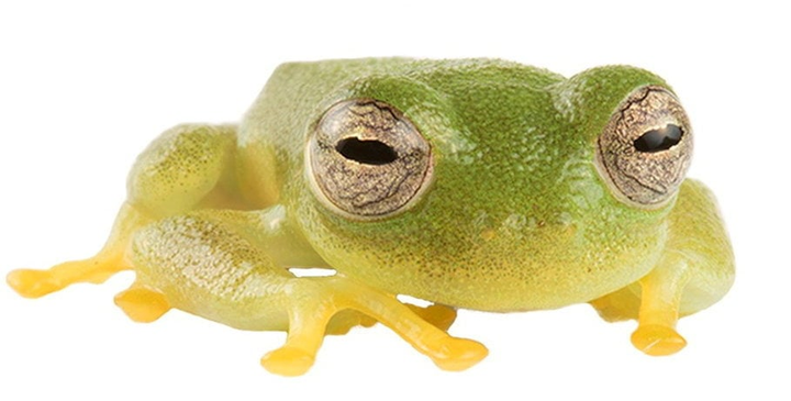 Newly discovered frog species named after Olympic champion