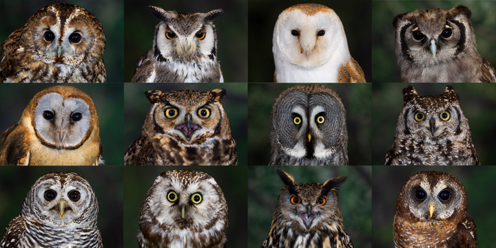 Stunning photos show 12 owls trained for flying displays