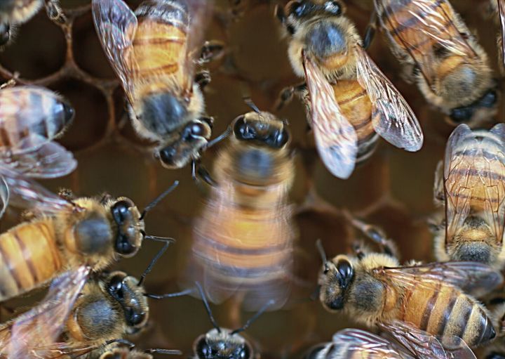 New research reveals what makes honey bees dance better