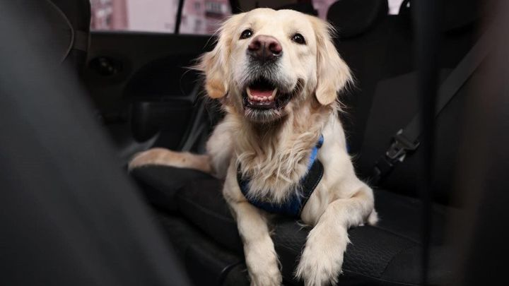 Paws on the road: Tips for a dog-friendly vacation