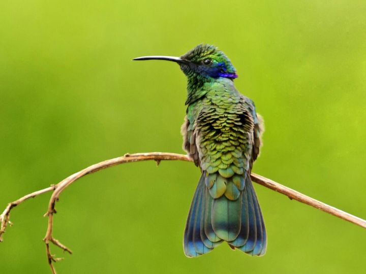 Birds around the world are getting smaller