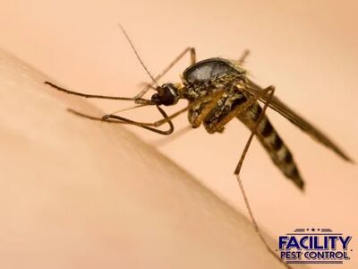 Simi Valley Homeowners Trust Facility Pest Control for Eco-Friendly and Effective Local Pest Management