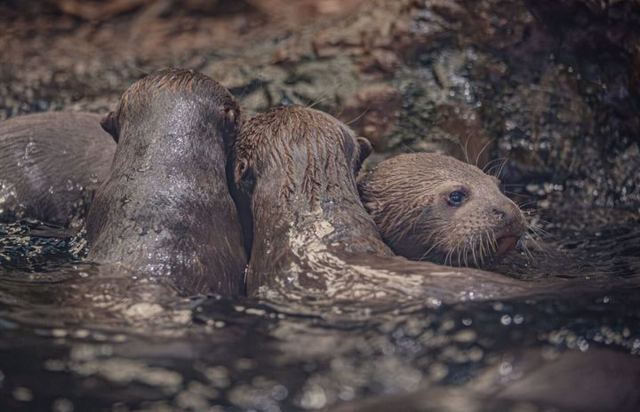 Rare otter triplets born at zoo give hope for endangered breed