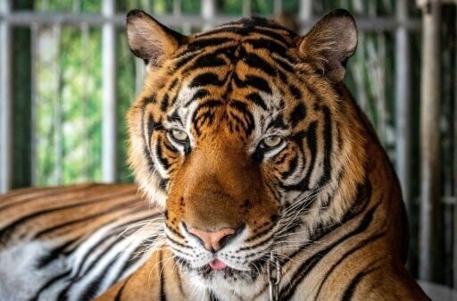 Virus kills dozens of tigers in Thailand park