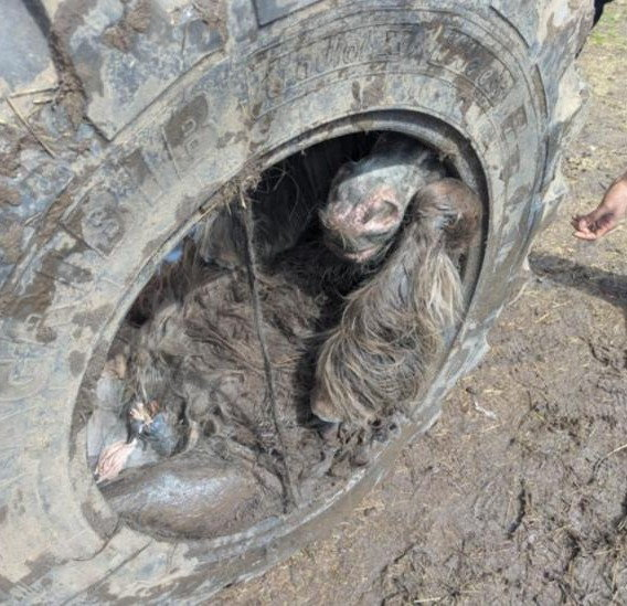 Pony rescued after being trapped in tractor tire