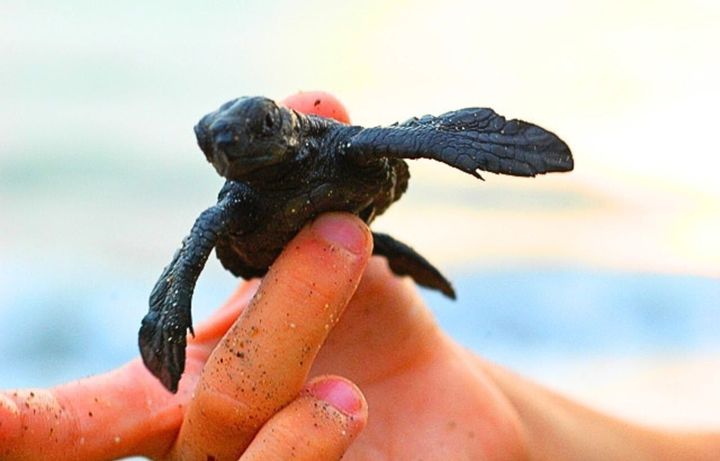 It’s World Turtle Day and the News Is Actually Good