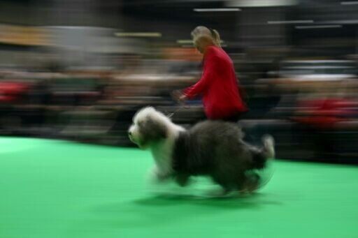 UK's Crufts dog show opens with growing global appeal