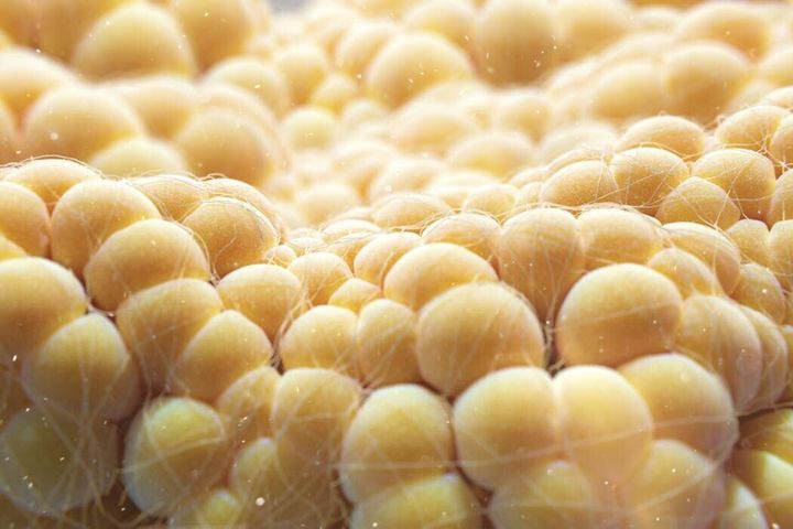 Fat cells burn energy to make heat – making them the next frontier of weight loss therapies