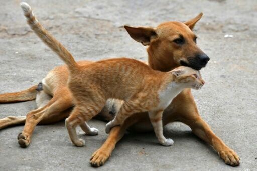 EU parliament adopts new rules to protect cats, dogs