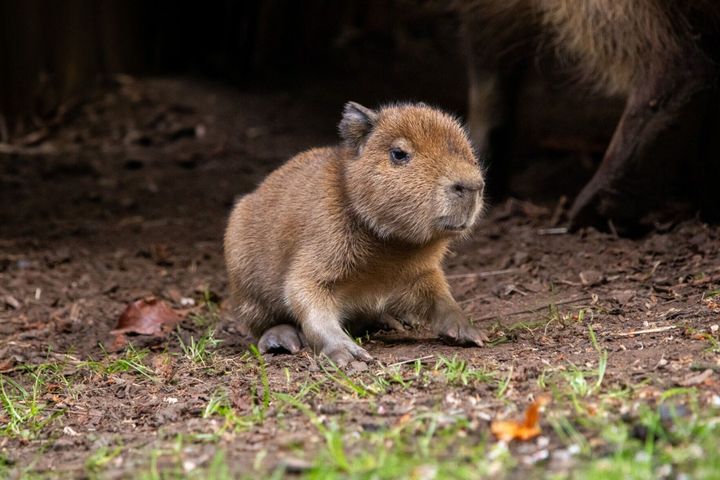 First baby capybara born in Scotland in nearly 20 years