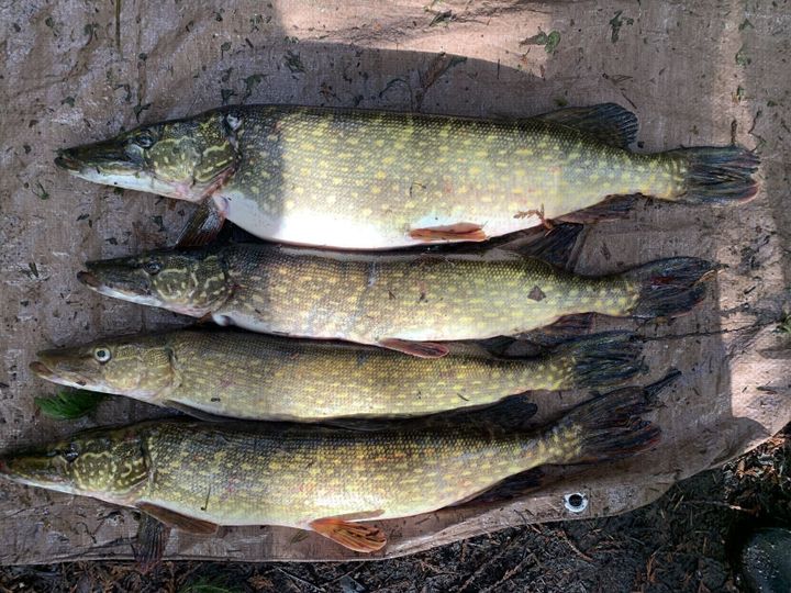 Invasive fish found in Three Forks, Livingston ponds, FWP confirms