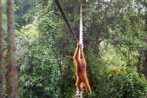 Orangutan uses Indonesia canopy bridge in 'world first': NGO