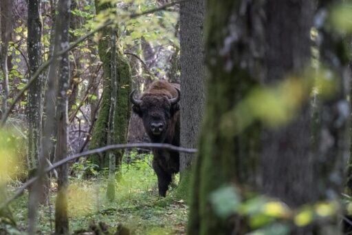 A herd stop: Train kills 3 rare bison in Poland