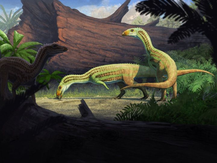 Croc ancestor started life on 4 legs before it began walking on 2