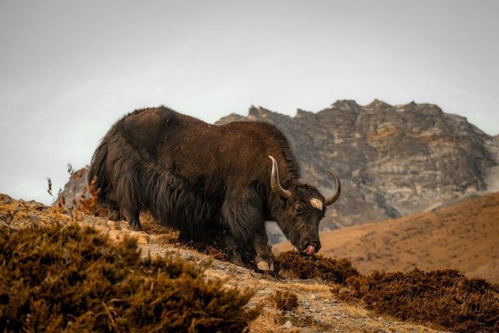 Gene yaks have could inspire new multiple sclerosis treatments