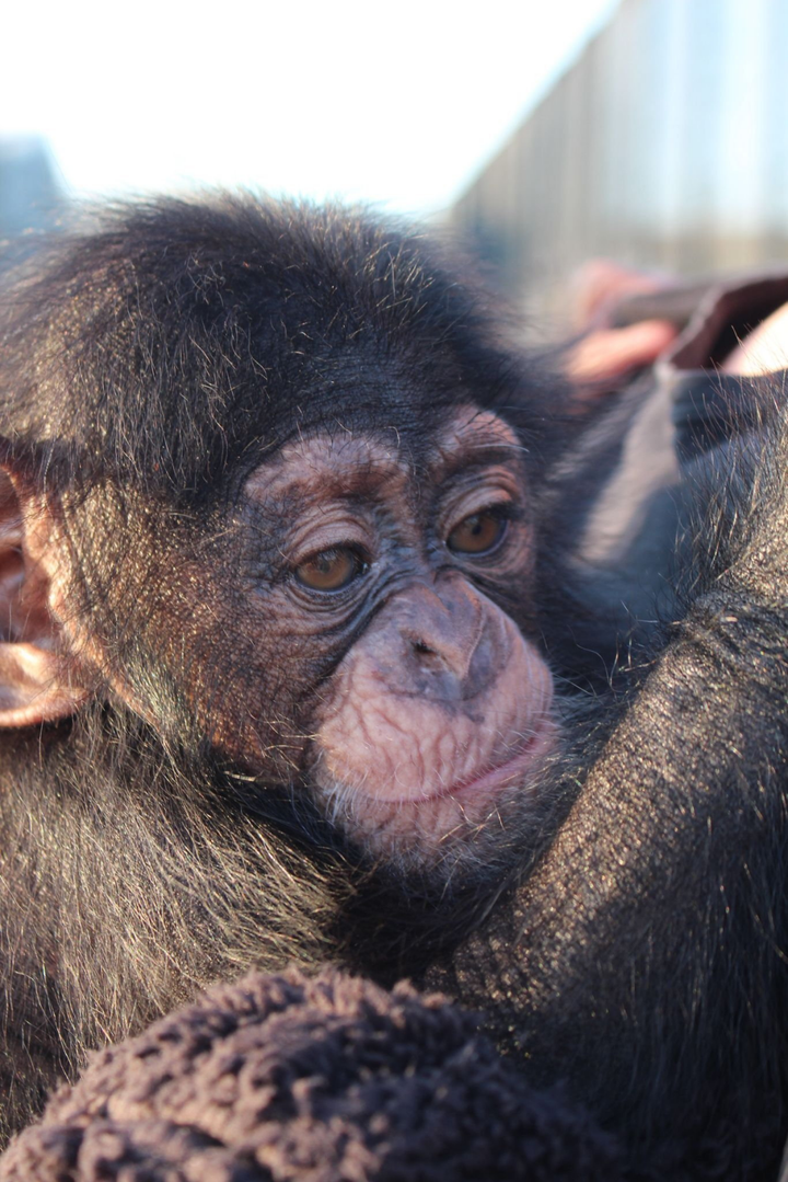 Couple takes in abandoned baby chimp in bid to save its life