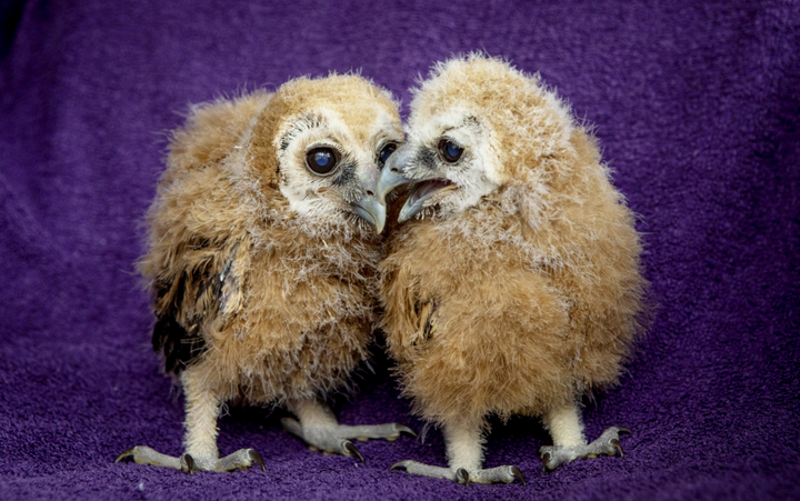 Baby owls hatch for first time at wildlife center