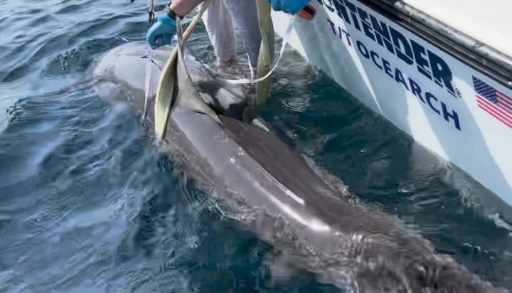 Rare 9-foot shark spotted 60 miles off Florida coast