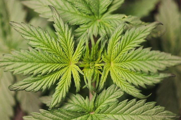 Scientists develop ‘green’ plastic alternative from form of cannabis